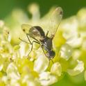 Sepsis sp (Lesser Dung Fly).jpg